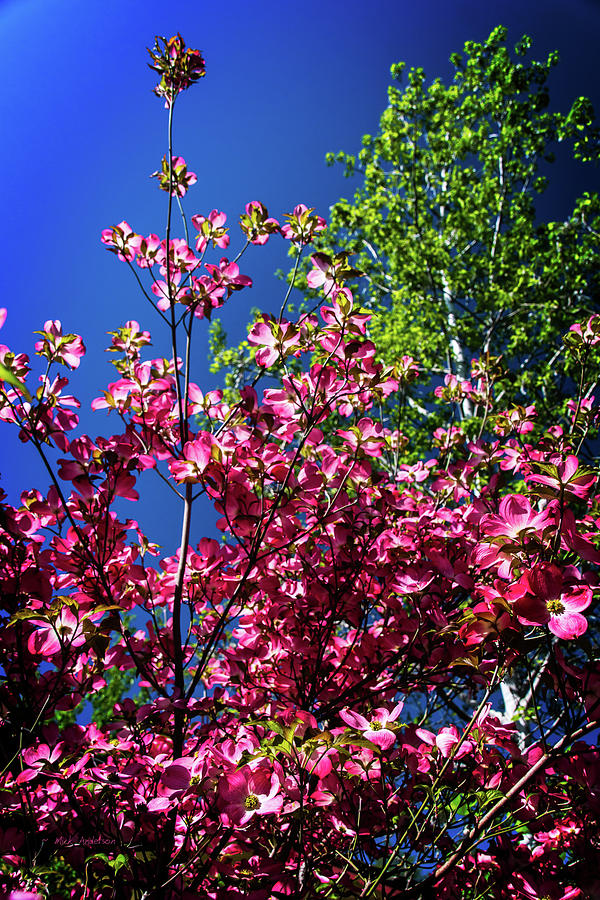 Dogwood Bright Spring Day Photograph