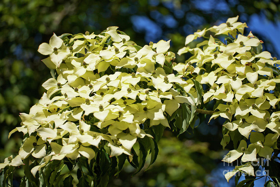Nature Photograph - Dogwood (cornus norman Hadden) by Dr Keith Wheeler/science Photo Library