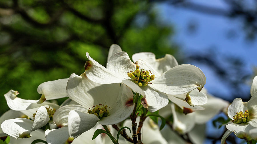 Dogwood Day Afternoon Photograph by ProPeak Photography