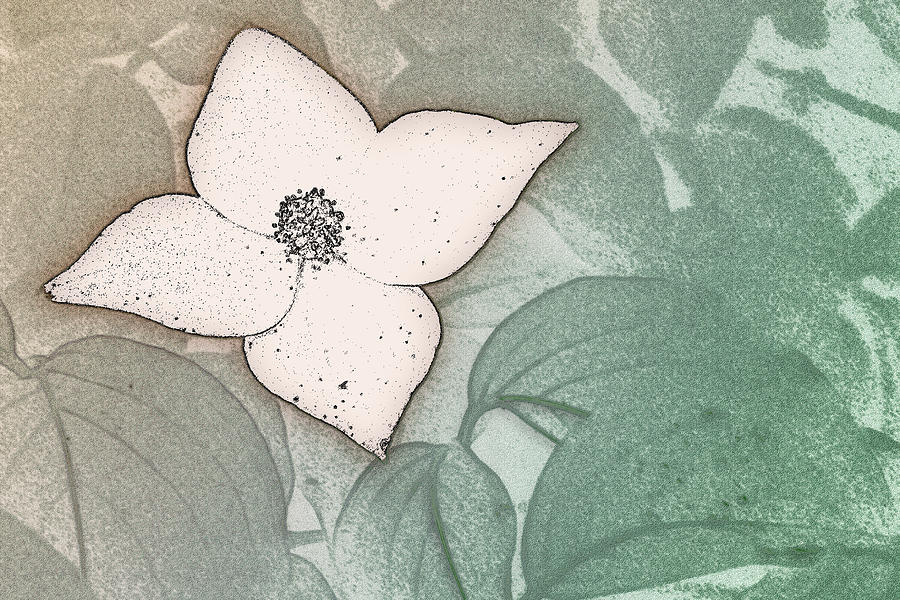 Dogwood Flower Stencil on Sandstone Digital Art by Jason Fink