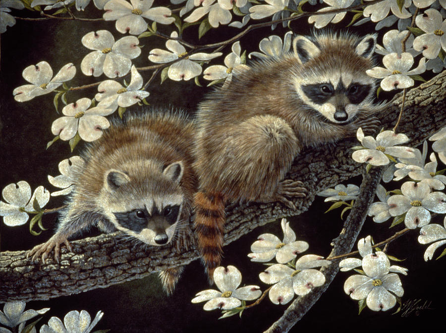 Animal Painting - Dogwood Hideout - Young Raccoons by Wilhelm Goebel