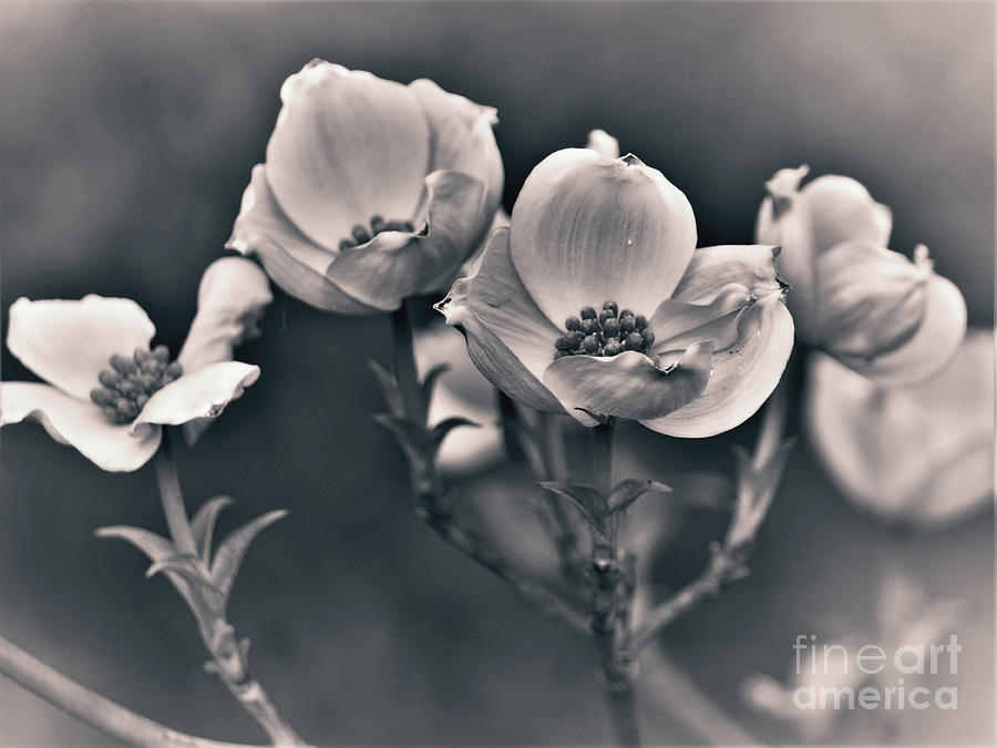 Dogwood in Black and White Photograph by Karen Beasley - Pixels