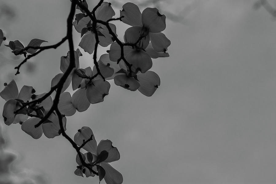 Dogwood in Black and White Photograph by Liz Albro