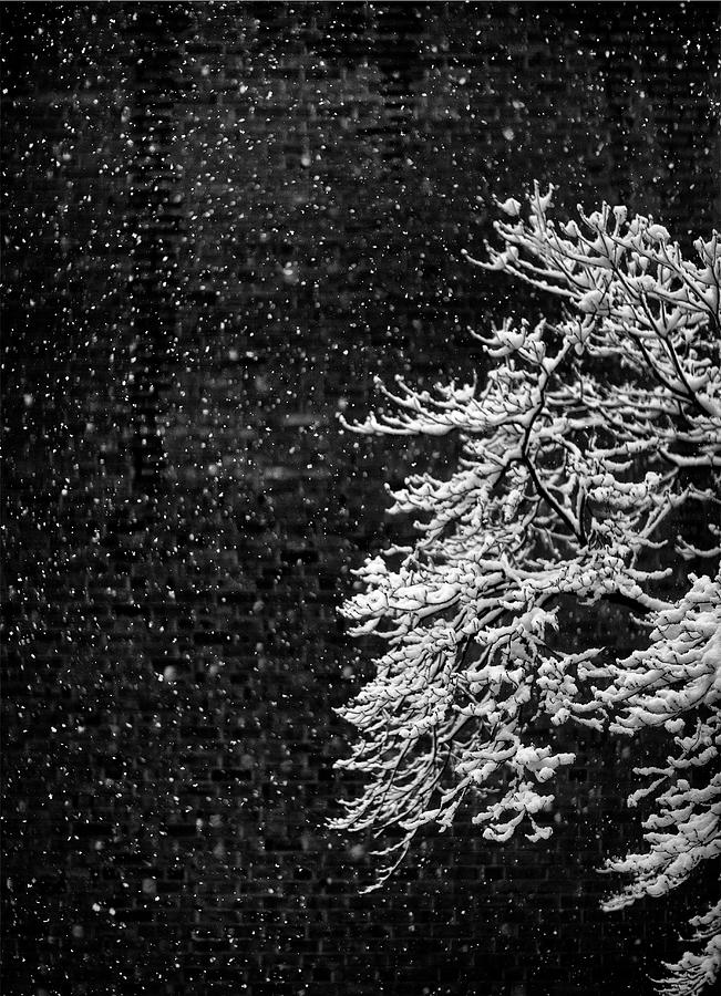 Black And White Photograph - Dogwood In Snow by Geoffrey Ansel Agrons
