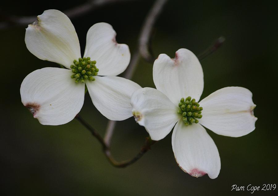 Dogwood in Spring Photograph by Pamela Cope - Fine Art America