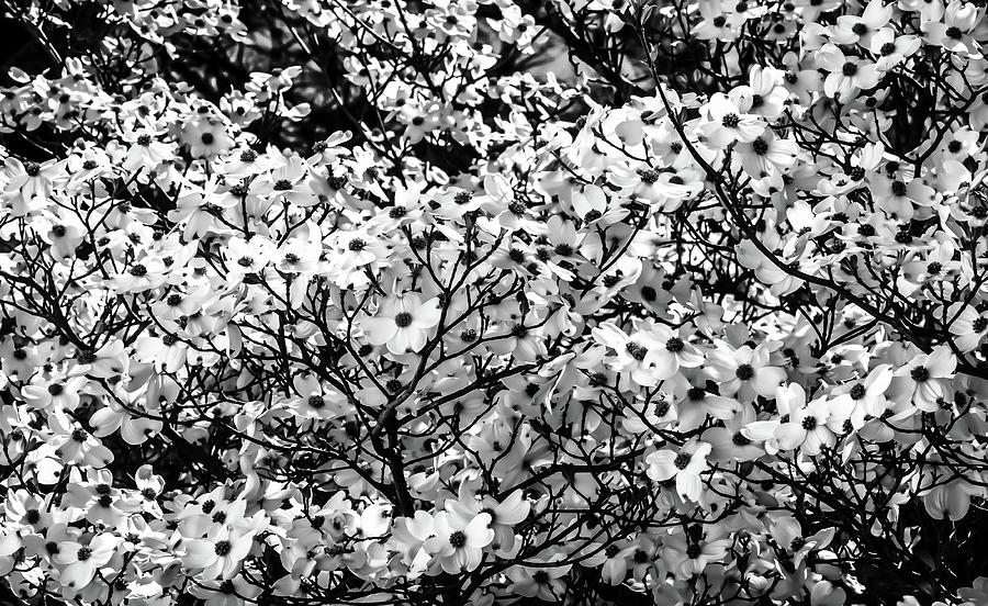 Dogwood in Springtime Digital Art by Ed Stines