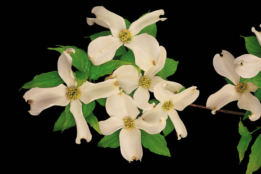 dogwood-is-the-state-flower-of-virginia-photograph-by-bijan-pirnia