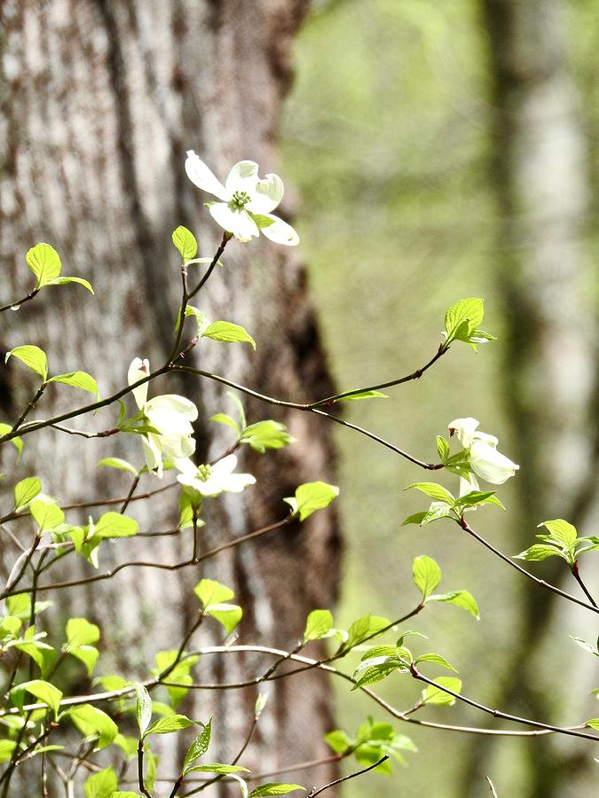 Dogwood Photograph by Kathy Chism