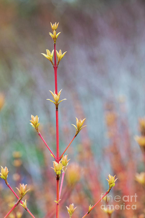 Winter Photograph - Dogwood Midwinter Fire Stem Spring Growth  by Tim Gainey