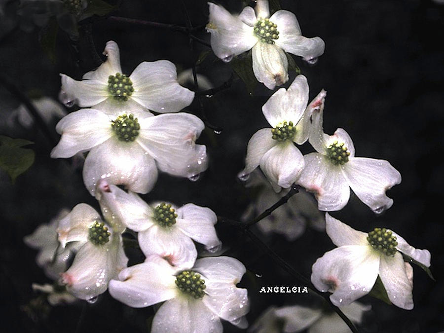 dogwood-state-flower-of-virginia-photograph-by-angelcia-carol-wright