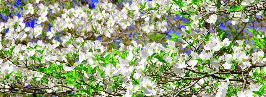 Dogwood Tree In Bloom Photograph by The James Roney Collection