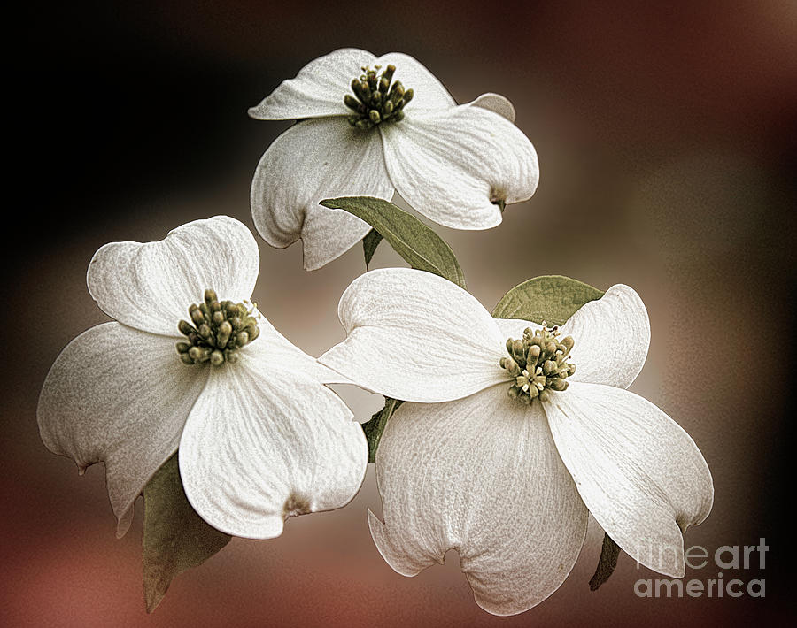 Dogwood Trio by Irene Dowdy Dogwood Trio by Irene Dowdy