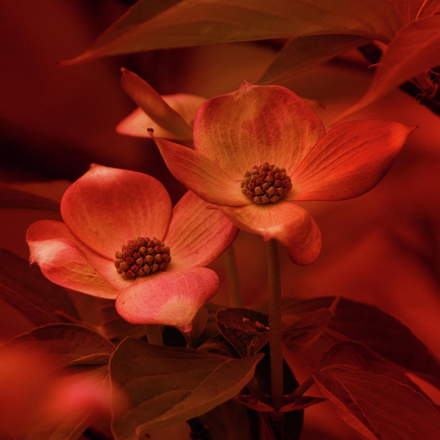 Flower Photograph - Dogwoods in Red by Denise Harty