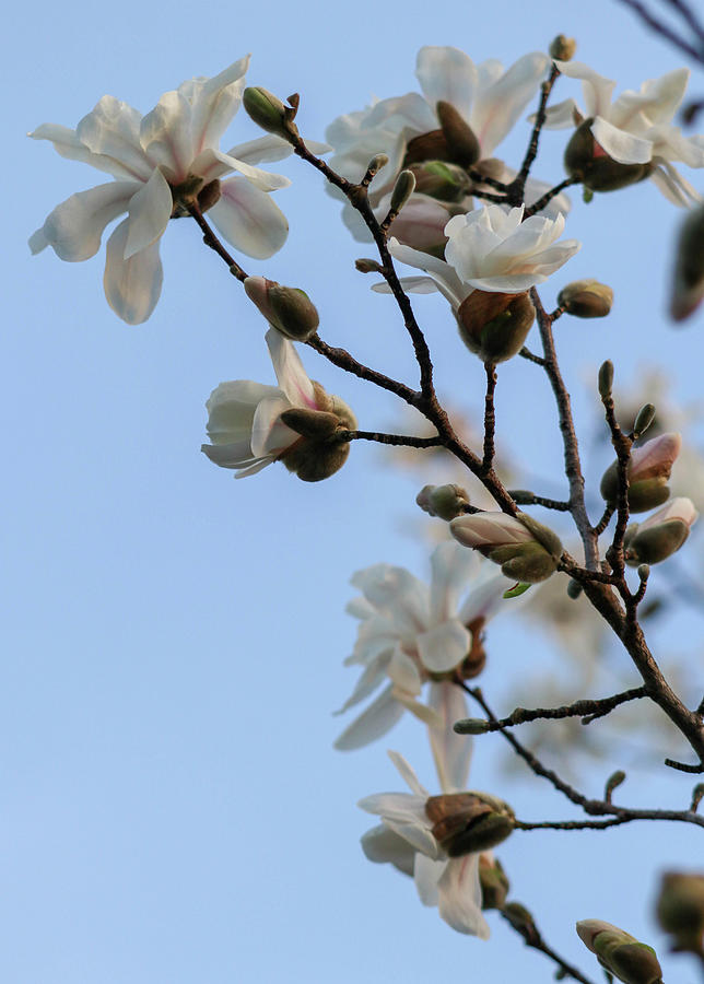 Magnolias in the Sky Photograph by Mary Anne Delgado