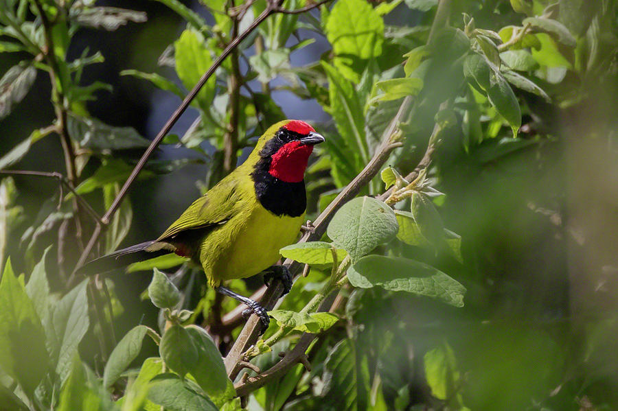 Bushshrike Photograph - Dohertys Bushshrike by Thomas Kallmeyer Bushshrike Photograph - Dohertys Bushshrike by Thomas Kallmeyer