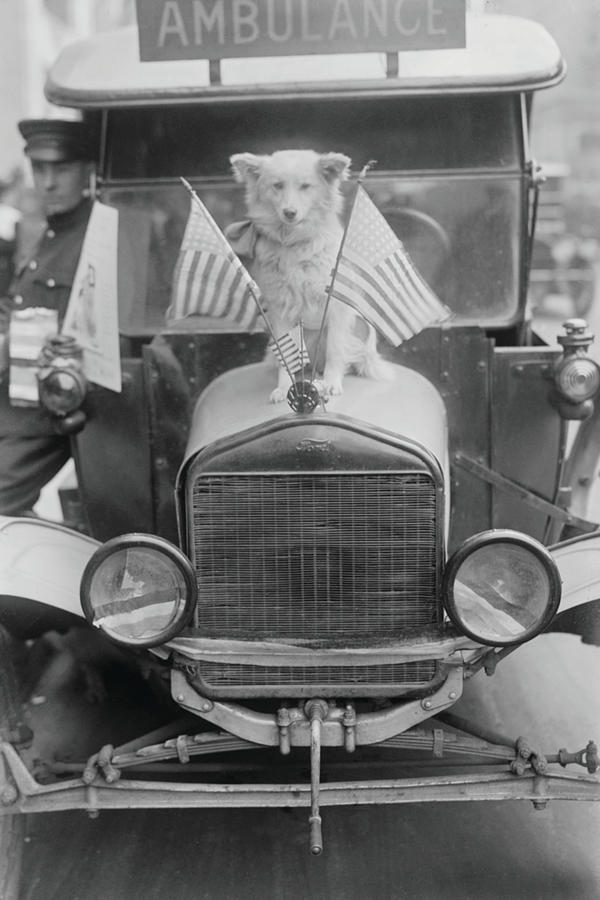 Dolly, a dog sits on the front of a Ambulance hood betwixt US flags Painting by Unknown