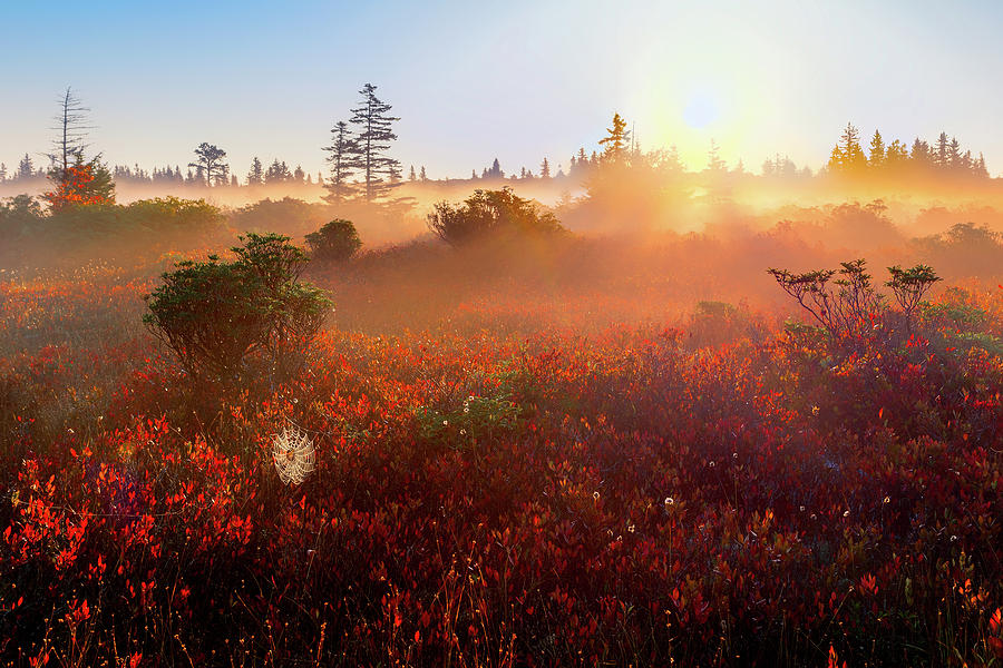 Dolly Sods Sunrise Photograph by C  Renee Martin