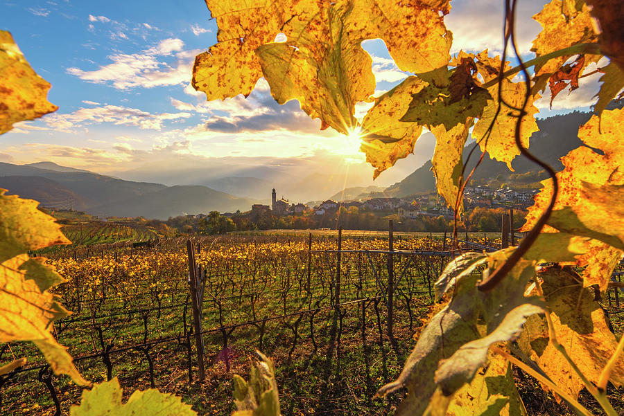 Dolomites, Vineyards, Italy Digital Art by Stefano Springhetti