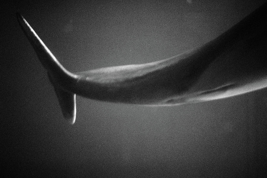 Wildlife Digital Art - Dolphin by 
