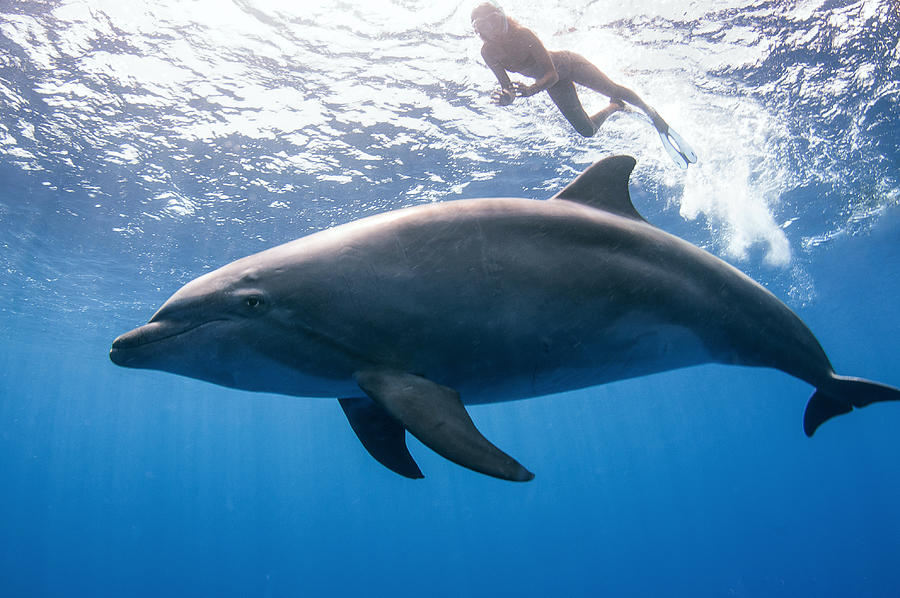 Dolphin And Human Photograph by Cdric Pneau