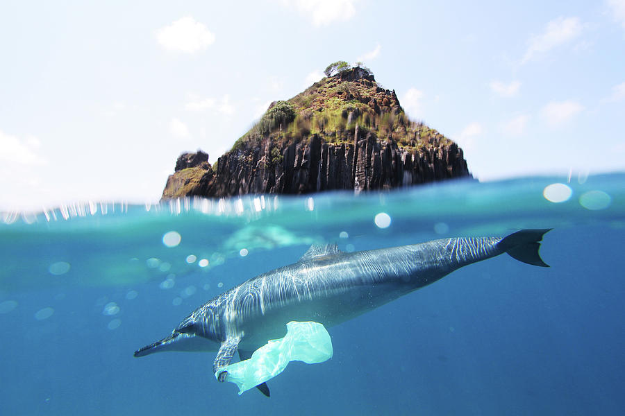 Dolphin And Plastic Bag Photograph by João Vianna