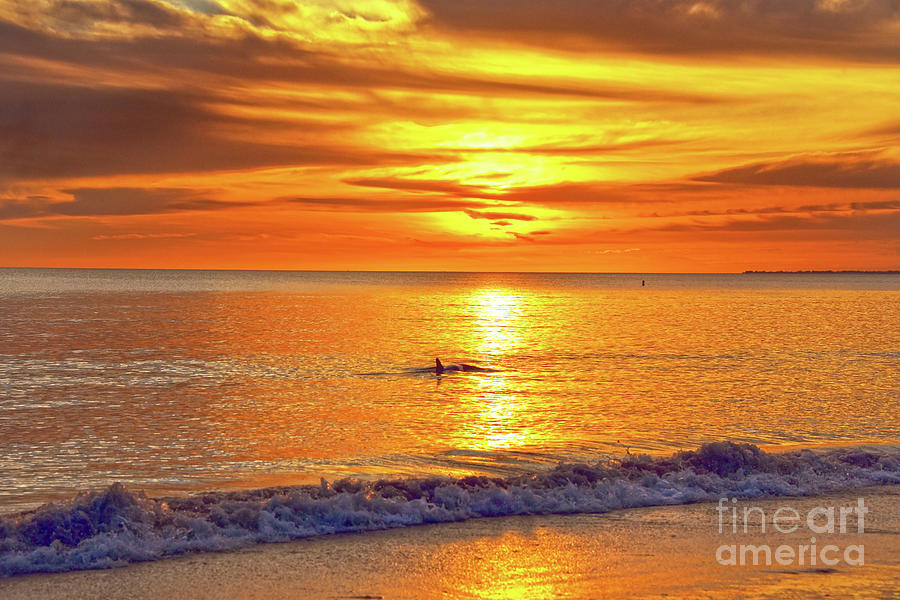 Dolphin at Sunset Photograph by Catherine Sherman