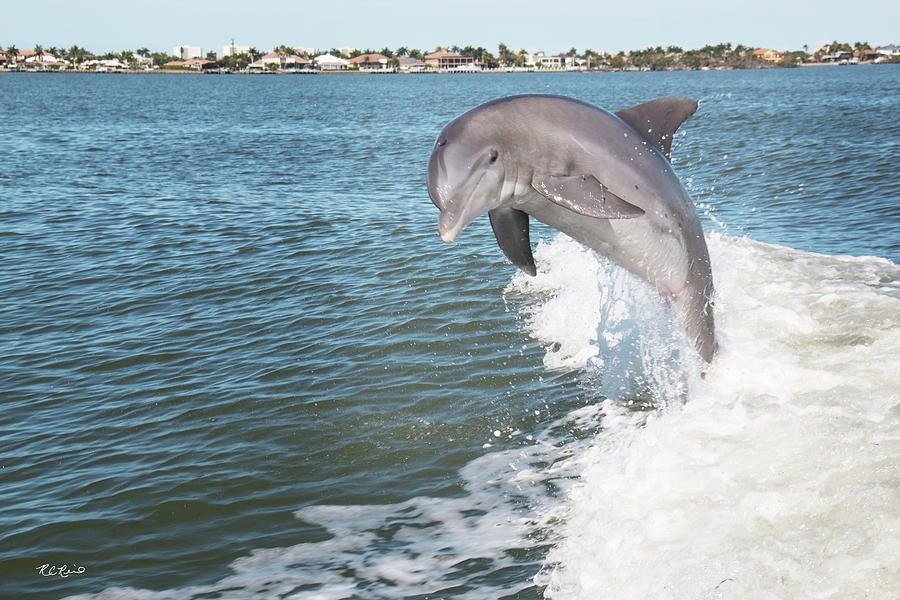 Dolphin Cruise Marco Island - Dolphin Breaching on Big Marco River #1 Photograph by Ronald Reid
