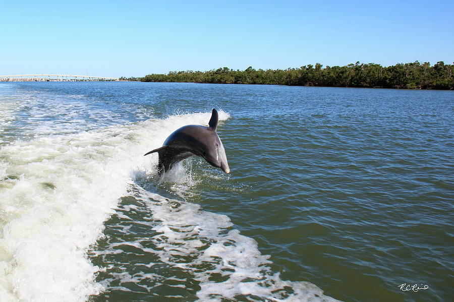 Dolphin Cruise Marco Island - Dolphin Breaching on Big Marco River #3 Photograph by Ronald Reid