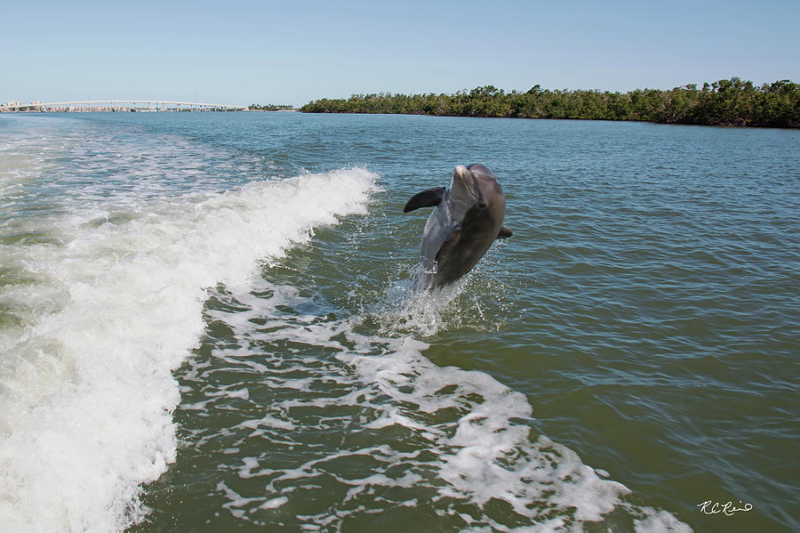 Dolphin Cruise Marco Island - Dolphin Breaching on Big Marco River #4 Photograph by Ronald Reid