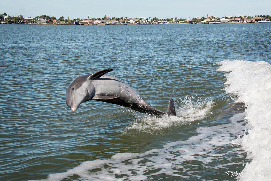 Dolphin Cruise Marco Island - Dolphin Breaching on Big Marco River #5 Photograph by Ronald Reid