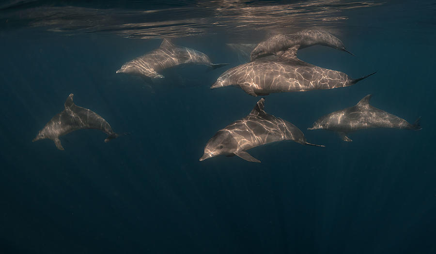 Dolphin Family Photograph by Jennifer Lu