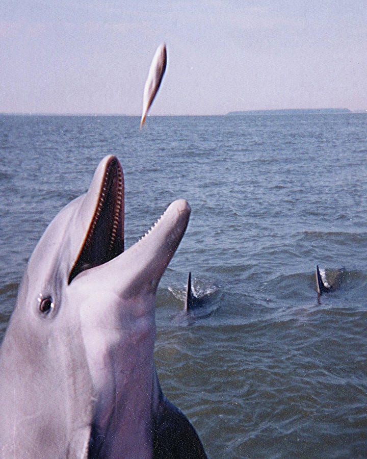 Dolphin Feeding Photograph by Jerry Griffin