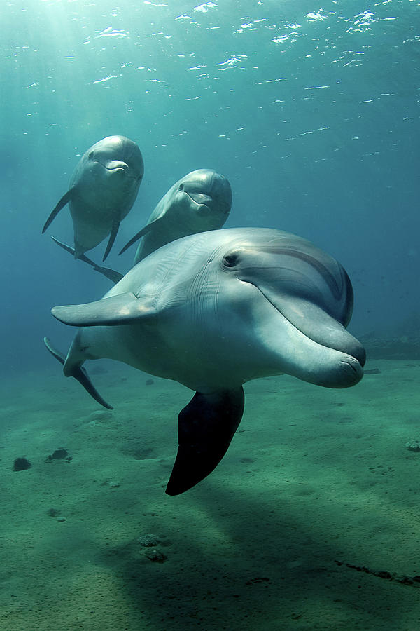 Dolphin Flight Photograph by Art-design-photography.com