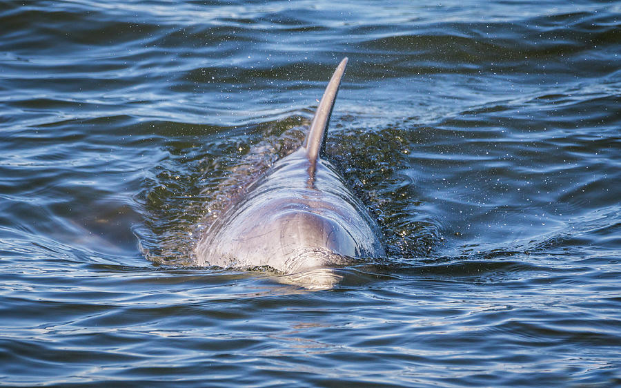 Dolphin Photograph by Framing Places