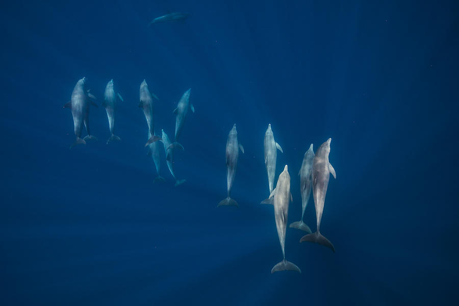 Dolphin Group Photograph by Barathieu Gabriel