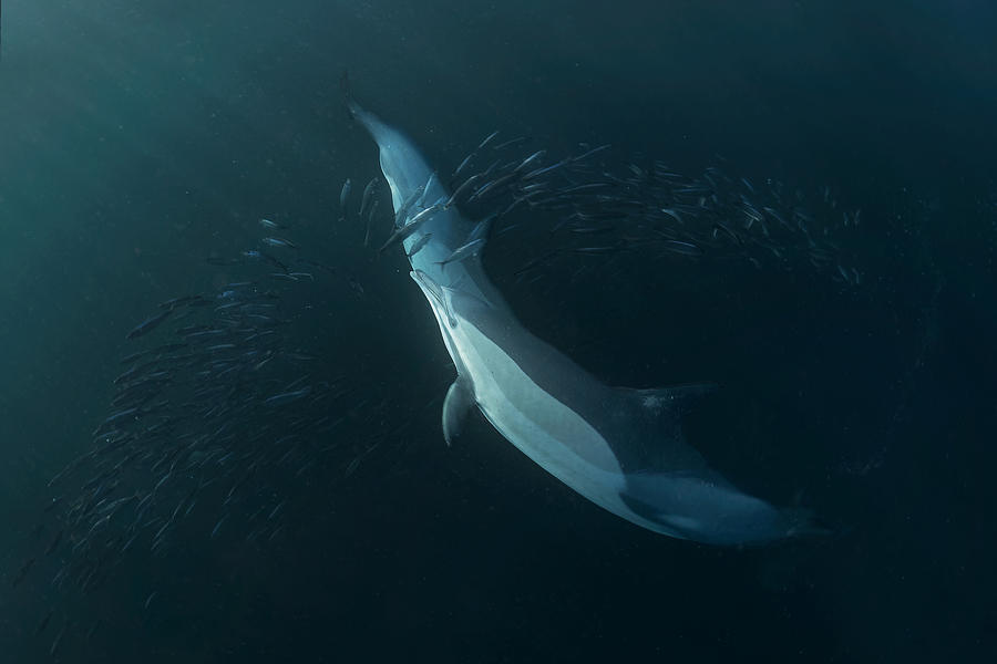Dolphin Hunting Photograph by Jennifer Lu