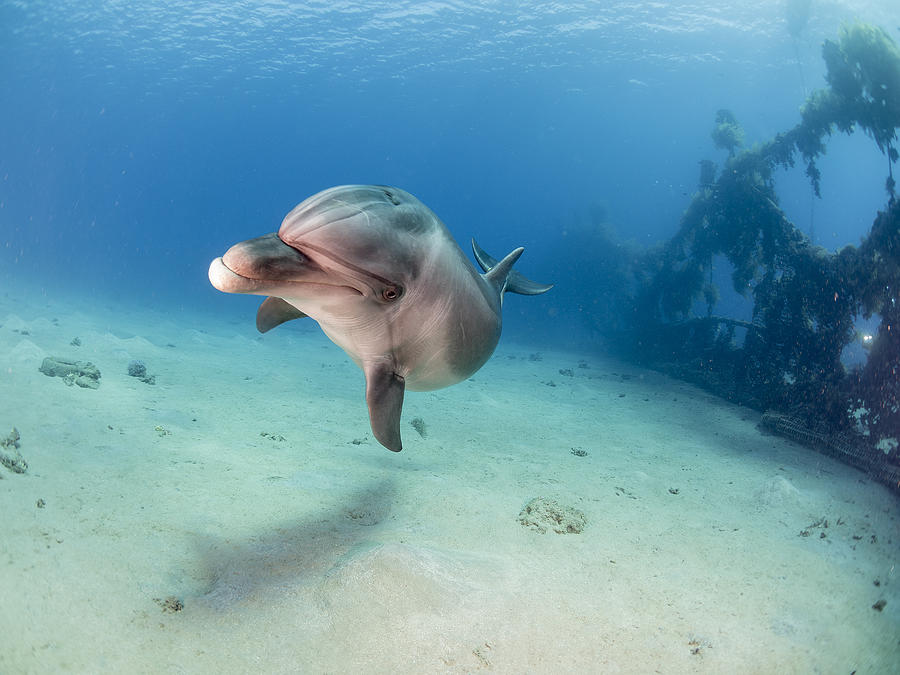Dolphin Photograph - Dolphin by Ilan Ben Tov