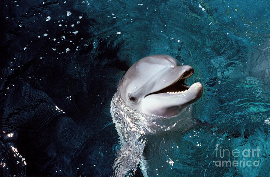 Wildlife Photograph - Dolphin In Aquarium by Chris Sattlberger/science Photo Library