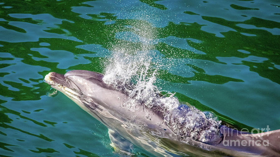 Dolphin in Milford Sound, New Zealand Photograph by Lyl Dil Creations