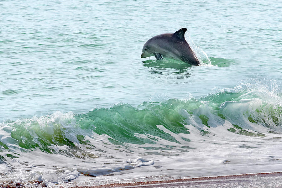 Dolphin in the Surf #4390S Photograph by Susan Yerry