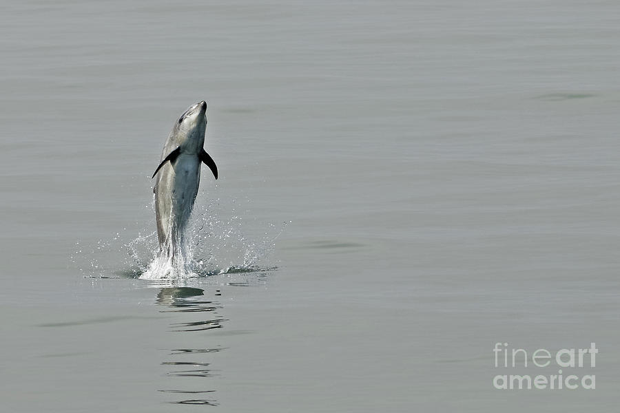 Dolphin Jump 1 Photograph by Natural Focal Point Photography
