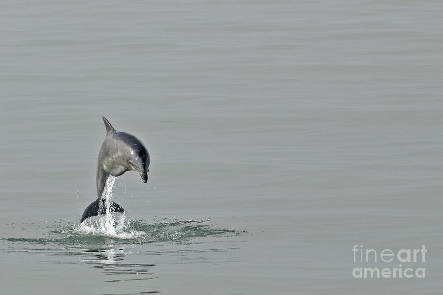 Dolphin Jump 3 Photograph by Natural Focal Point Photography