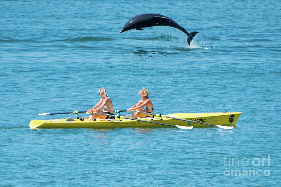 Dolphin Photograph - Dolphin Leaping Over Two Rowers by Keith Morris Dolphin Photograph - Dolphin Leaping Over Two Rowers by Keith Morris