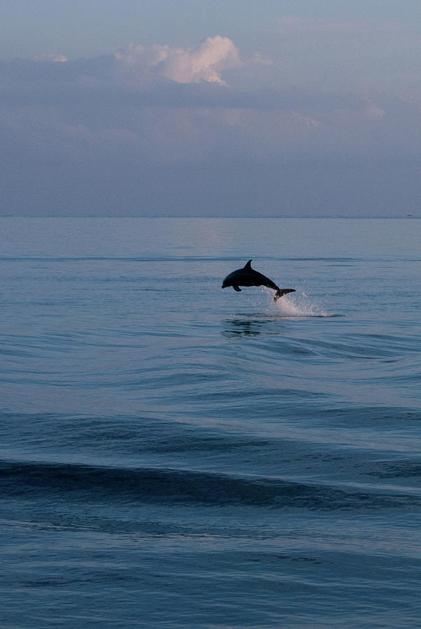 Dolphin Leaping Photograph by Rosie Herbert Photography