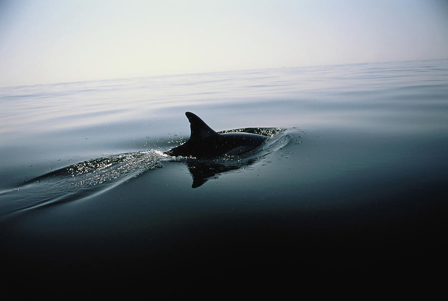 Dolphin, Mediterranean Sea, Spain Photograph by Tim Graham Dolphin, Mediterranean Sea, Spain Photograph by Tim Graham