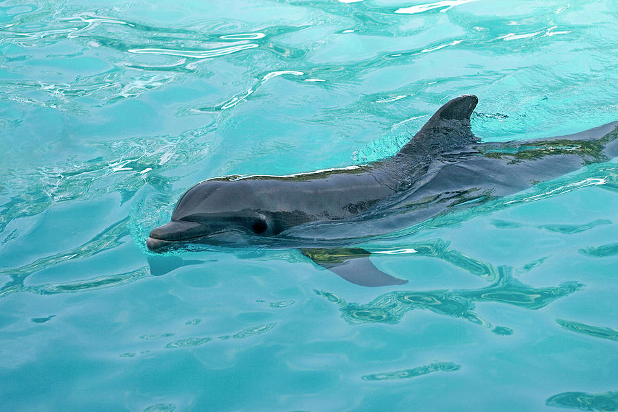 Fish Digital Art - Dolphin by Photolatino