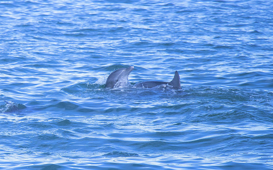 Dolphin Play by Linda Ritlinger Dolphin Play by Linda Ritlinger