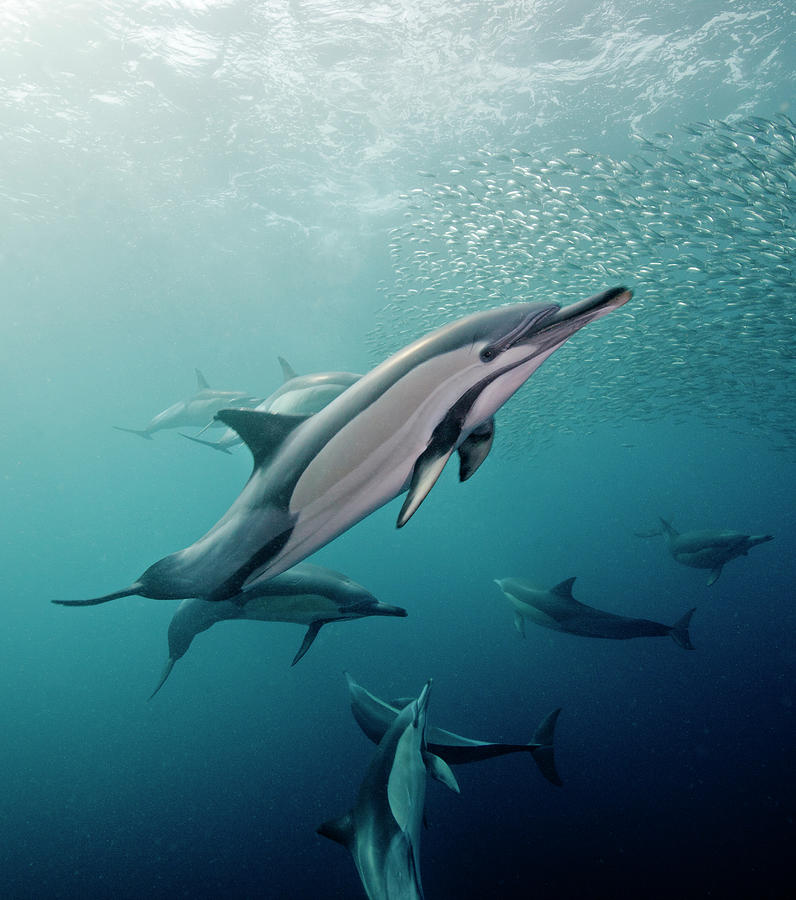 Dolphin Portrait Photograph by Dmitry Miroshnikov