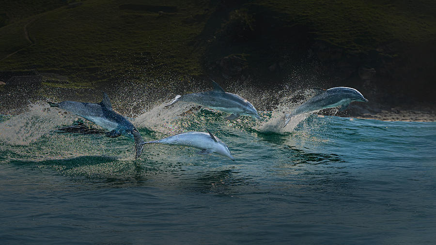 Dolphin Run (bottlenose) Photograph by Jennifer Lu