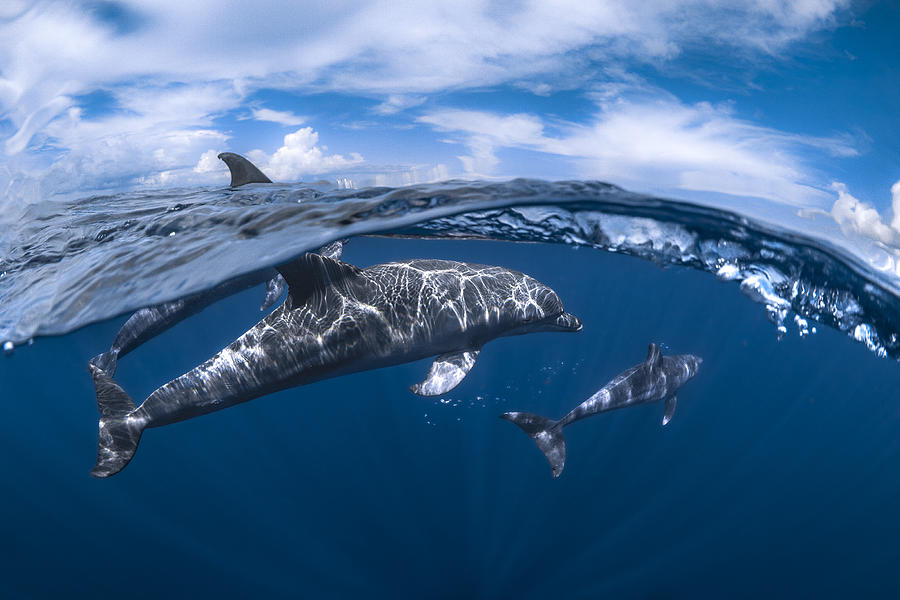 Dolphin Split Level Photograph by Barathieu Gabriel